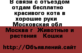 В связи с отъездом,отдам бесплатно!!!красивого кота,в хорошие руки. - Московская обл., Москва г. Животные и растения » Кошки   